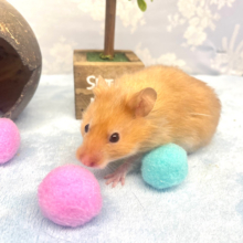 光沢感✨️サテンハムスター男の子2022年11月生まれ