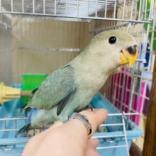 2月1日　最新画像になりますよ‼️鮮やかな色合いのコザちゃんだよ‼️ コザクラインコ　ブルーチェリー