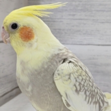 特徴的なパール模様～🫧　オカメインコ(シナモンパール)