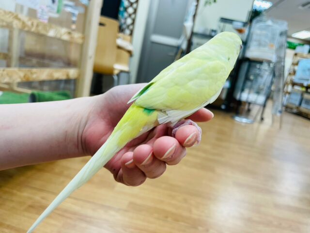 セキセイインコ