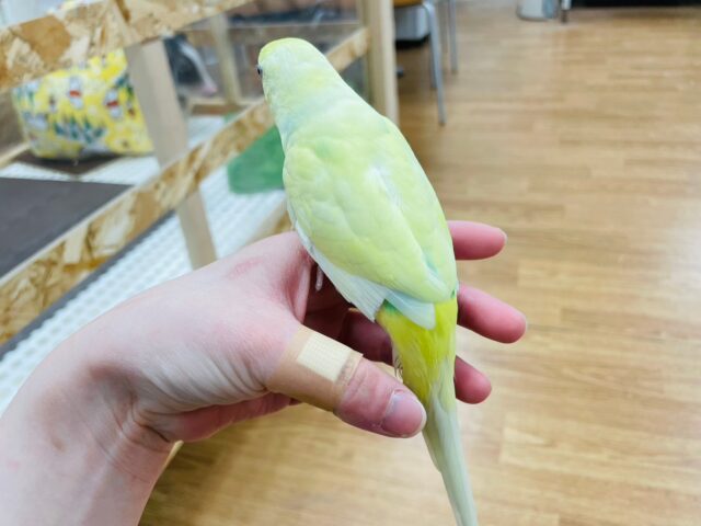 セキセイインコ