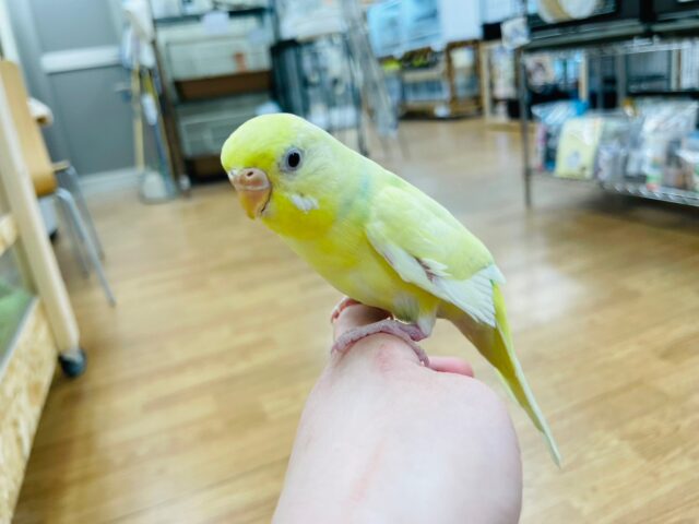 セキセイインコ