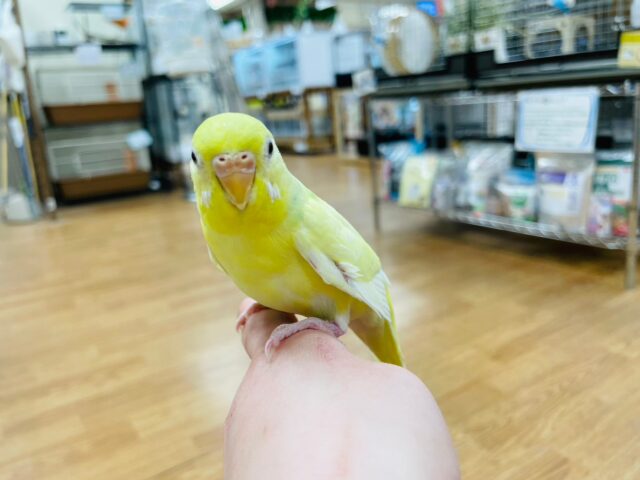 セキセイインコ