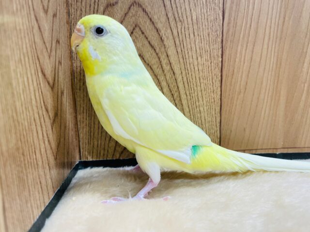 肩かたカタカタカタ～～☆　肩が好き～っ　セキセイインコ　クリームパイド～～