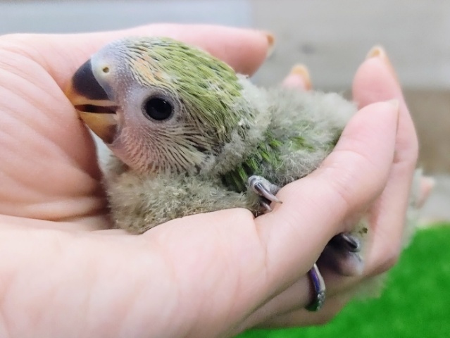 コザクラインコ（小桜インコ）