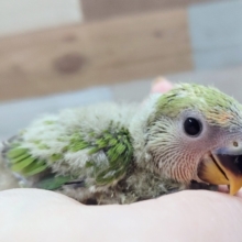 コザクラインコ(ブルーチェリー)のヒナ入荷しました❤