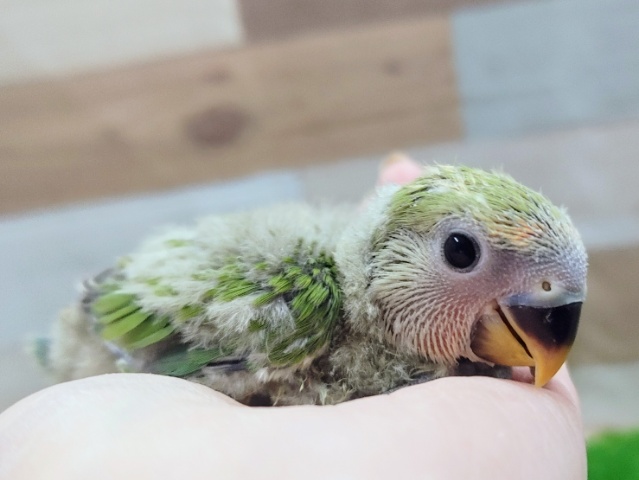 コザクラインコ(ブルーチェリー)のヒナ入荷しました❤