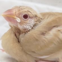 魅惑のシナモンカラー✨　シナモン文鳥