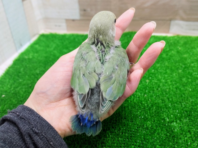 コザクラインコ（小桜インコ）