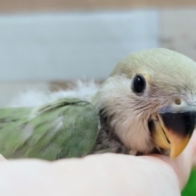 コザクラインコ(ノーマル)のヒナ入荷しました❤