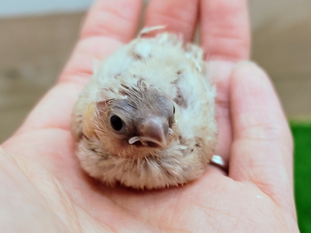 錦花鳥（キンカチョウ）