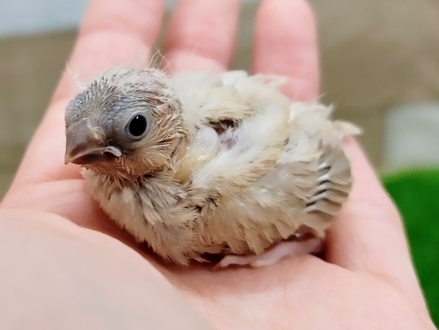 キンカチョウ(色変わり)のヒナ入荷しました❤