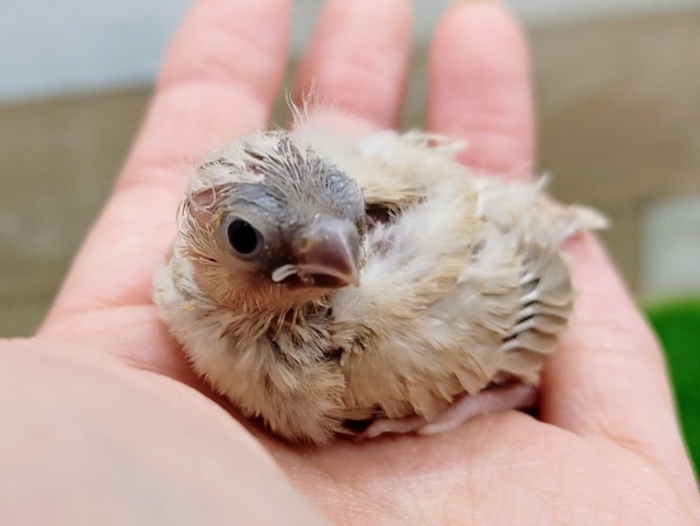 錦花鳥（キンカチョウ）