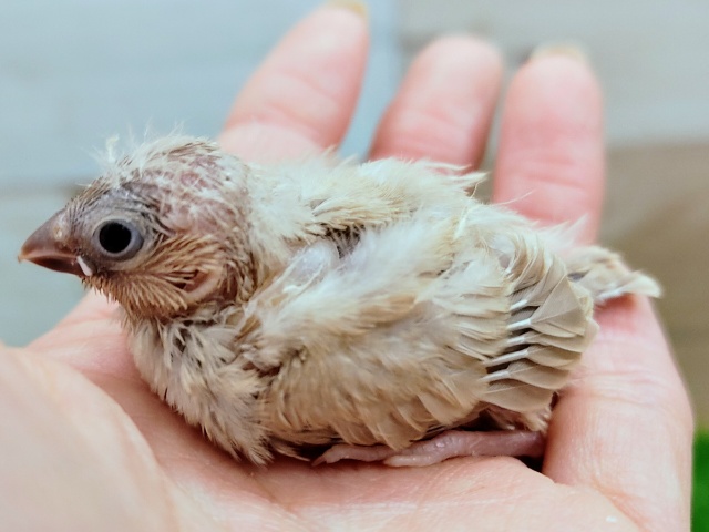 錦花鳥（キンカチョウ）