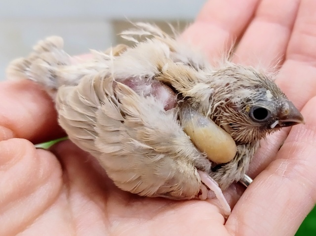 錦花鳥（キンカチョウ）