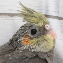 お久しぶりのノーマルヒナさん～🎉　オカメインコ(ノーマル)