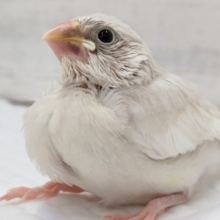 ギラっと輝くカラー🌟　シルバー文鳥