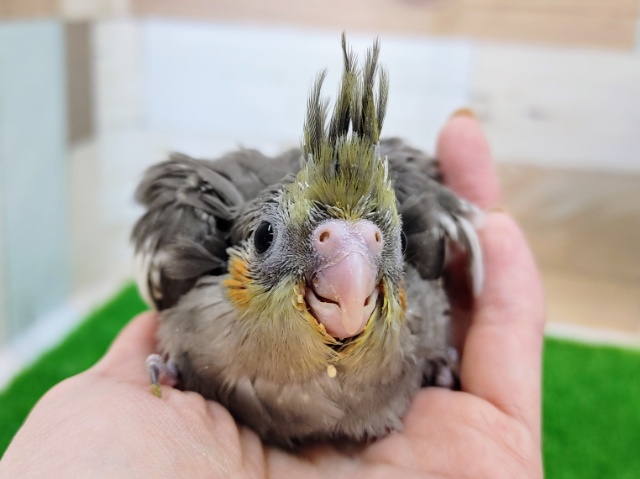 オカメインコ