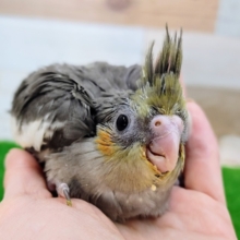 オカメインコ(ノーマル)のヒナ入荷しました❤