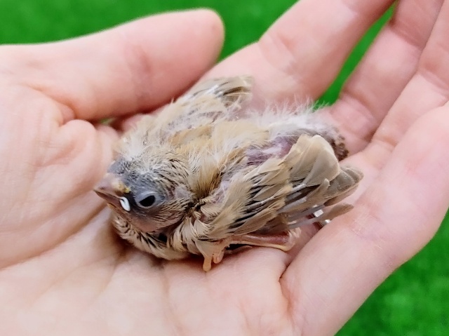 錦花鳥（キンカチョウ）