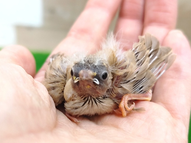 錦花鳥（キンカチョウ）