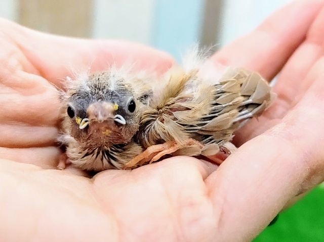 色変わり❤キンカチョウのヒナです❤