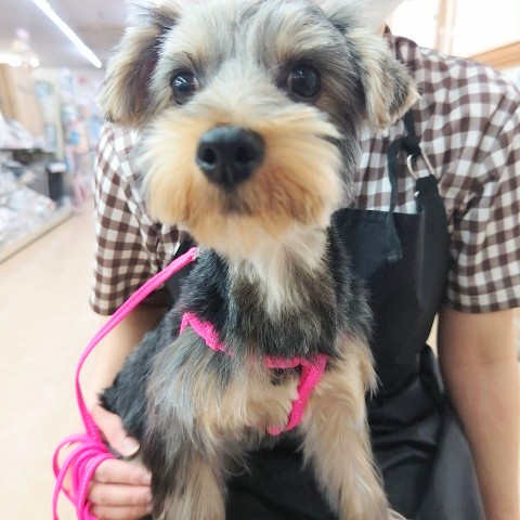 ヨークシャテリア