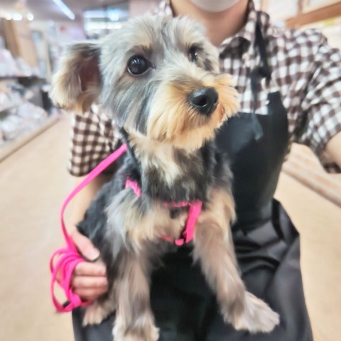 ヨークシャテリア