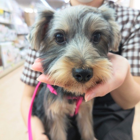 ヨークシャテリア