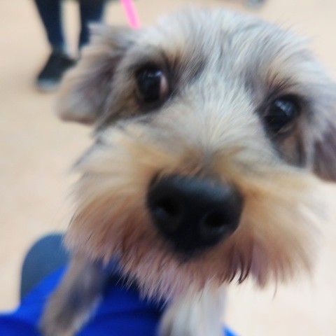 ヨークシャテリア