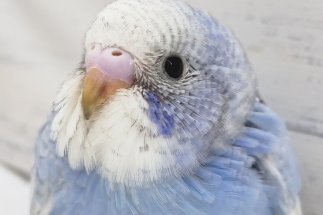 淡～い感じのブルー💙　セキセイインコ(スパングル)