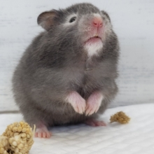 濃い～色のセーブルハムスター入荷～