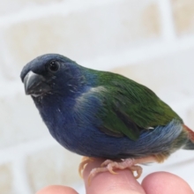 最新画像あり！　チモールセイコウチョウ　小さな手乗りがやって来ました！