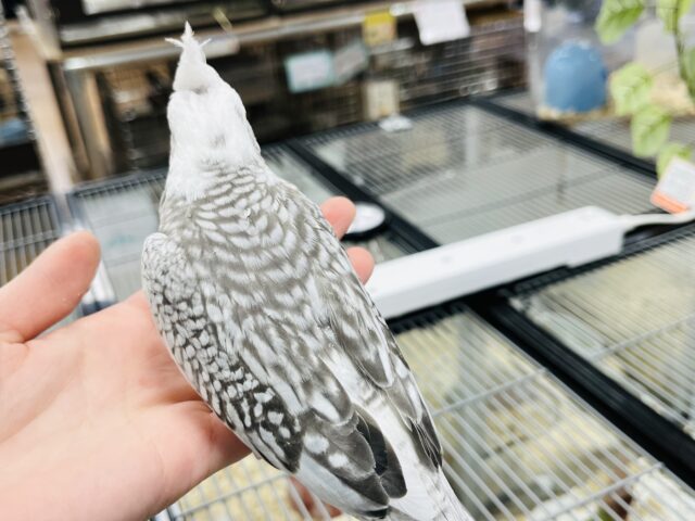 オカメインコ