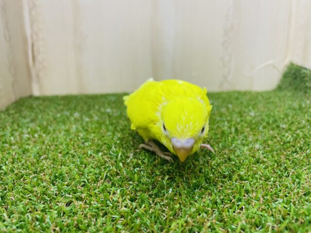 セキセイインコ