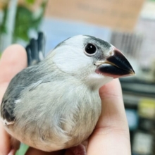 【最新画像更新！】しっかり育ててベタ馴れさんに～～　桜文鳥～～