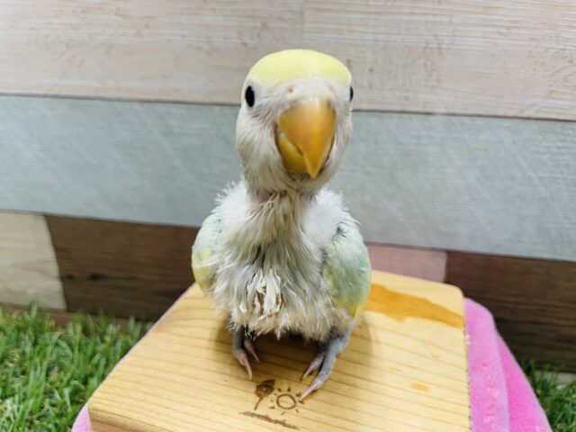 コザクラインコ（小桜インコ）