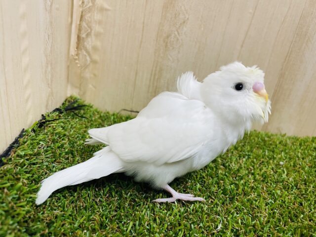 ちょびっと巻き！！　羽衣セキセイインコ　ダブルファクターホワイト　