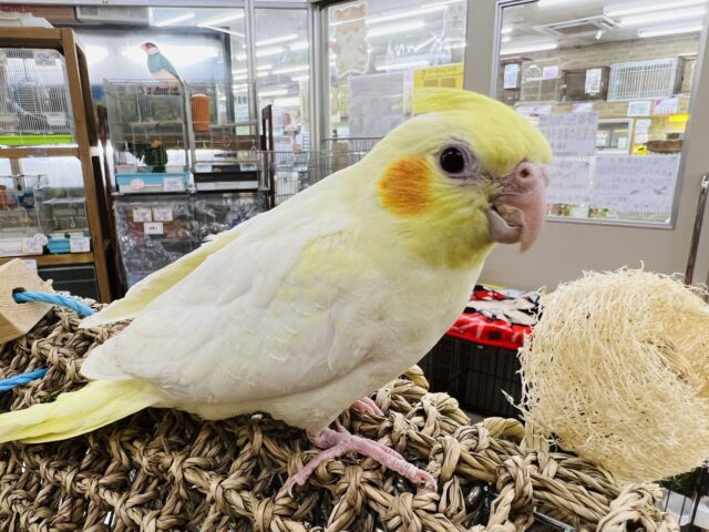 オカメインコ