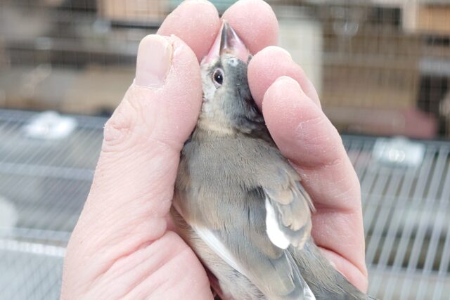 桜文鳥