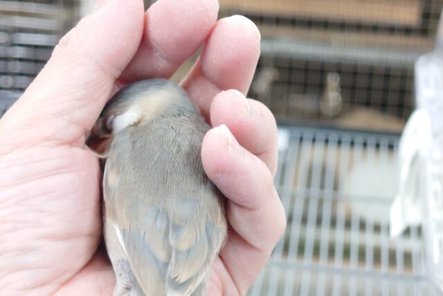 桜文鳥