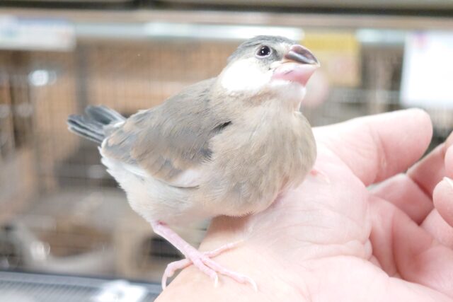 桜文鳥