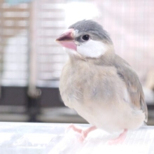 最新画像になります☆　手に包まれるのがお好きなようで。。。桜文鳥～～