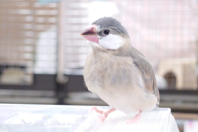 最新画像になります☆　手に包まれるのがお好きなようで。。。桜文鳥～～