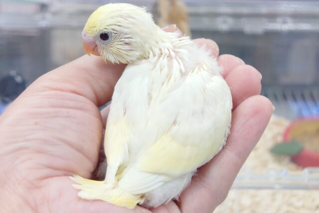 お久しぶりのクリームさん♪　ややおっとりさんかな？？　セキセイインコ～～