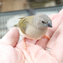 ヒナから成鳥への色合いの変化、記録してみませんか？？　コキンチョウ～～