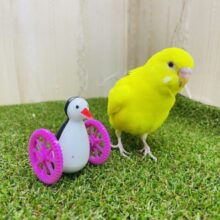 2月1日　最新画像になりますよ‼️あざと可愛く見せつけちゃうよ❤️ セキセイインコ　ルチノー