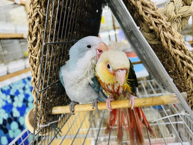 オキナインコ