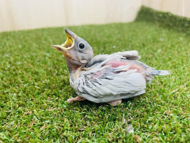 うまれたてホヤホヤ〜(^^) シルバー文鳥