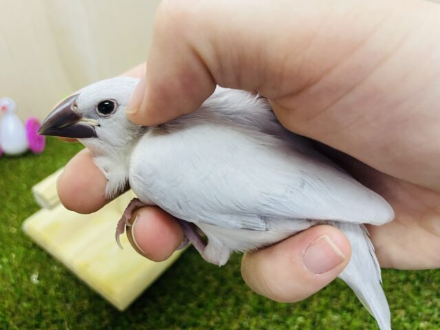 シルバー文鳥